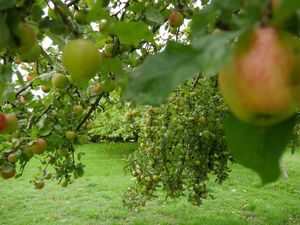 Supporting image for story: Bumper crops of apples and pumpkins despite drought and record hot summer
