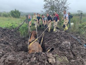Supporting image for story: 'Brute strength' does the job as firefighters pull cow from bog