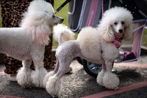 A pair of Poodle dogs arrive at the Birmingham National Exhibition Centre (NEC) for the final day of the Crufts Dog Show. PA Photo. Issue date: Sunday March 8, 2020. See PA story ANIMALS Crufts. Photo credit should read: Jacob King/PA Wire.
