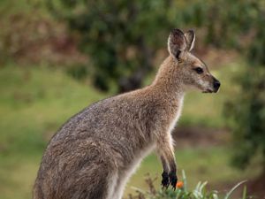 Supporting image for story: Missing wallaby spotted after escaping from animal park