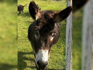 Supporting image for story: 'One-eyed Jack' still going strong at Shropshire Donkey Rescue 15 years after rescue