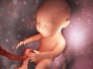Supporting image for story: Umbilical cord stem cells ‘can help improve function in heart failure patients’
