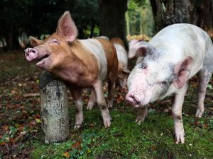 Supporting image for story: Gene-edited pigs resistant to ‘costly’ virus