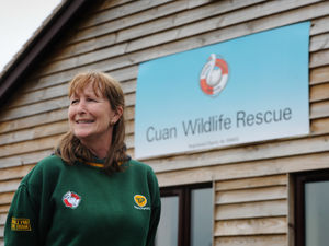 Supporting image for story: Cuan Wildlife Rescue vintage car rally cancelled