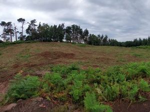 Supporting image for story: Trees to be felled at popular beauty spot to protect ancient hillfort