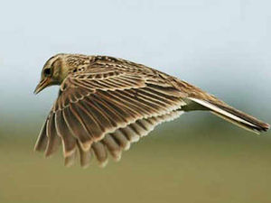 Supporting image for story: Skylark threat fears on 700-home scheme