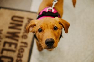 Ember the Labrador became quite the regular at