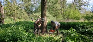 Foresters harvesting cricket bat willows from Soulton Wood, a landscape linked to Shakespeare's AS YOU LIKE IT