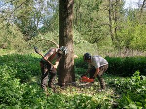 Foresters harvesting cricket bat willows from Soulton Wood, a landscape linked to Shakespeare's AS YOU LIKE IT