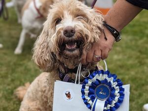 Supporting image for story: Kidderminster canines compete in care home dog show