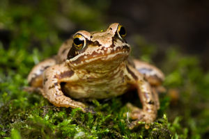 European grass frog (Rana temporaria) 