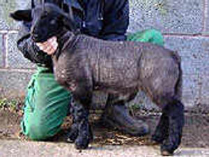 Supporting image for story: He's growing at the double