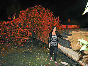 Supporting image for story: Falling maple tree narrowly missed utility workers in road, says student