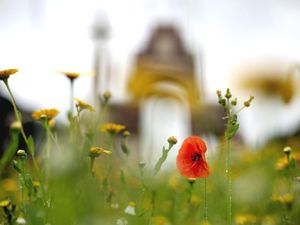 Supporting image for story: ‘Commonwealth soldiers’ service in World Wars must be honoured too’