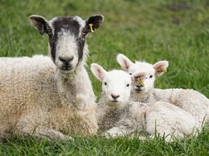 Supporting image for story: Experts warn of ‘very high probability’ bluetongue will spread from Europe
