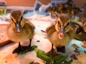 Supporting image for story: Trapped ducklings rescued from Telford storm drain and reunited with mother  