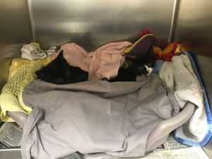 The kittens dumped behind an ASDA in Brierley Hill