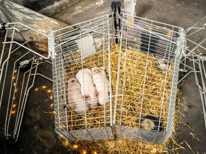 Piglets on show