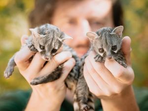 Supporting image for story: Telford Exotic Zoo welcomes baby genets
