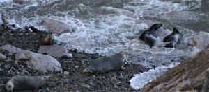 Some of the seals near Llandudno photographed from high up on the cliff path
