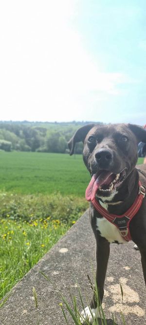 Could you give Mischief, also known as 'The Chief', a home?