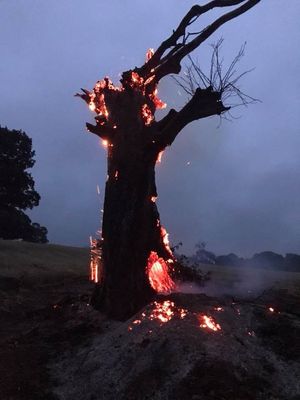 The tree on fire