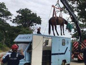 Supporting image for story: A horse named Moo: Fire crews rescue trapped animal near Shrewsbury - with video and pictures