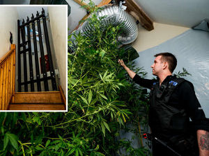 Supporting image for story: In pictures: Huge cannabis plants worth £40,000 seized by Telford police