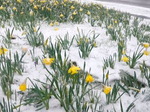 Supporting image for story: Wrap up warm for outdoor Easter with snow showers on the way