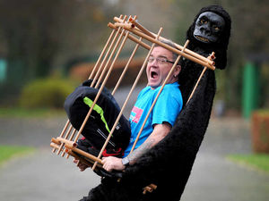 Supporting image for story: WATCH: Fundraiser to run 26 miles dressed as gorilla