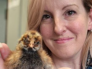 Supporting image for story: Baby chicks saved after finance manager hatches 'cracking' plan