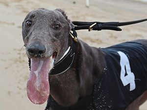 Supporting image for story: Trainer thrilled to see home-track dog into final of Winter Derby  