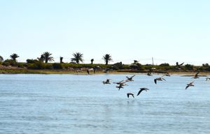 Birds flying across the waves