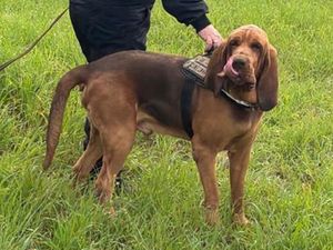 Supporting image for story: Italy outraged at killing of heroic police dog ‘given food laced with nails’