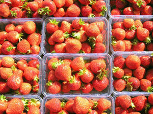 Supporting image for story: Weather woes for Shropshire fruit farms