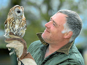 Supporting image for story: Bird of prey lucky to be alive after being hit by car