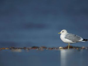 Supporting image for story: Five seabird species added to UK’s ‘red list’ for conservation concern