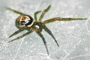 A false widow spider