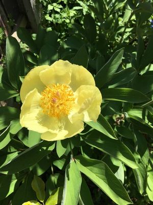 Beautiful spring flowering plants