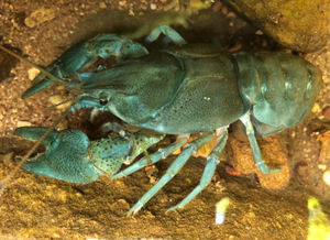 White-clawed Crayfish being released to the "Ark Site". Photo: Karim Vahed