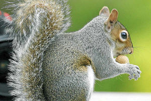Supporting image for story: Farming Talk: Tackling damage from grey squirrels must be made priority