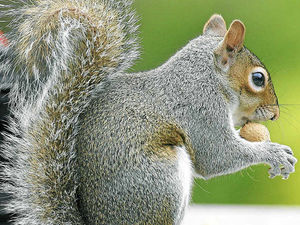Supporting image for story: Farming Talk: Tackling damage from grey squirrels must be made priority