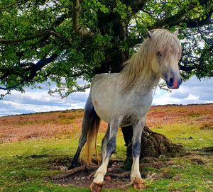 One of the wild horses