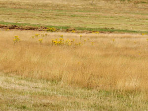 Supporting image for story: Cradley park revamp wins approval