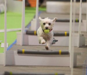 National Pet Show at Birmingham NEC. Pictures by: Andy Shaw