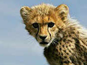 Supporting image for story: Park's plan for cheetahs