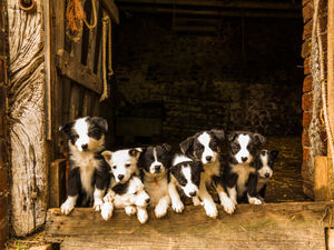 Supporting image for story: Pups pose for picture on south Shropshire farm