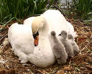 Beatrice and three of the cygnets last year 