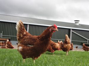 Supporting image for story: Application to build two large free range chicken sheds near Shrewsbury