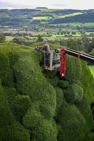 Dan Bull, gardener, at Powis Castle trimming the Yew Topiary. 